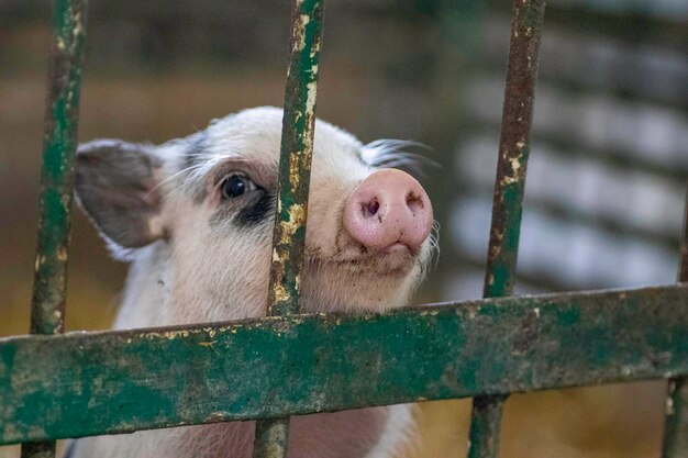 小さなピンクのブタが鼻を火格子に入れて食べ物を待っています