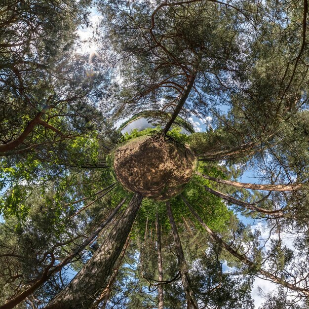 Foto trasformazione del piccolo pianeta del panorama sferico a 360 gradi vista aerea astratta sferica nella foresta curvatura dello spazio