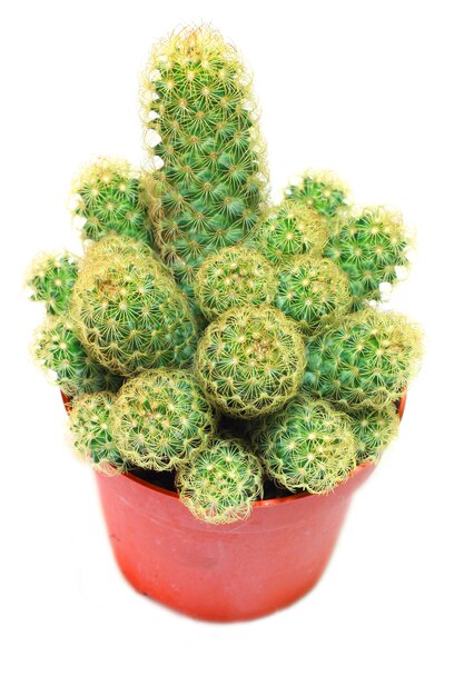 a little plant of cactus