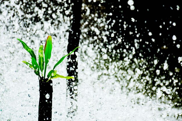 Photo little plant germinate at waterfall in the forest