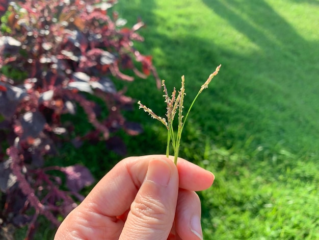 Photo little plant in my hand