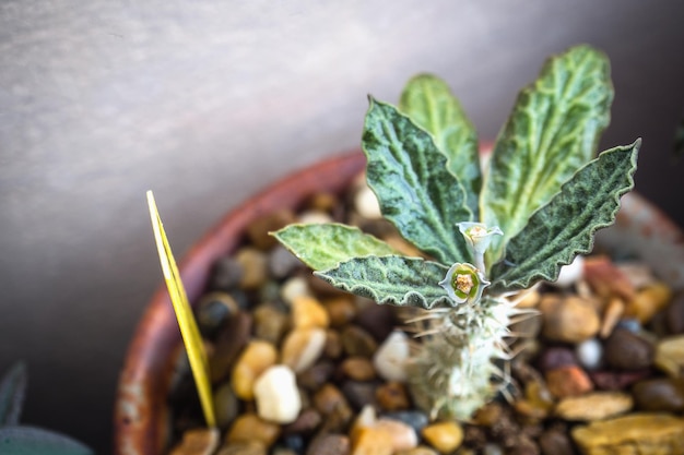 エウフォルビア・フランコイシ (Euphorbia francoisii) という小さな植物です