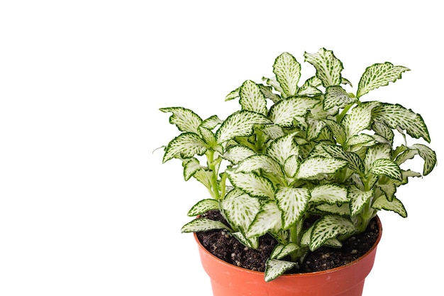 Little plant in plastic pot isolated on white background Space for add text Concept Energy saving in pot plant