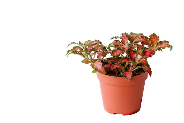 Little plant in plastic pot isolated on white background Space for add text Eco Plants energy saving concept