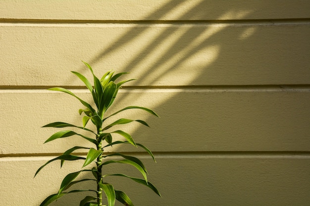 小さな植物と壁に影