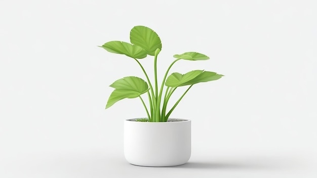 a little plant on white background