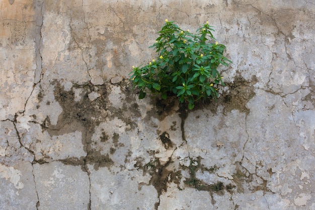 Poca pianta con i piccoli fiori gialli che crescono da una parete del cemento - concetto di resistenza e di ecologia