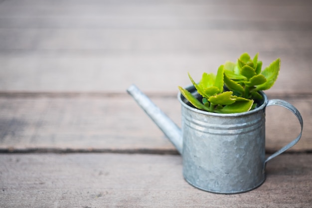 Little plant in zinc watering.