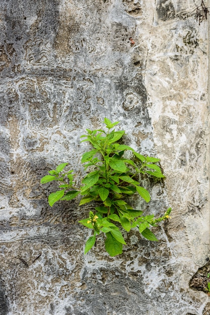 Piccole piante sul vecchio muro di mattoni di rovine con calcestruzzo incrinato