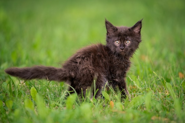 小さな遊び心のある黒いメインクーンの子猫が緑の芝生の上を歩きます。