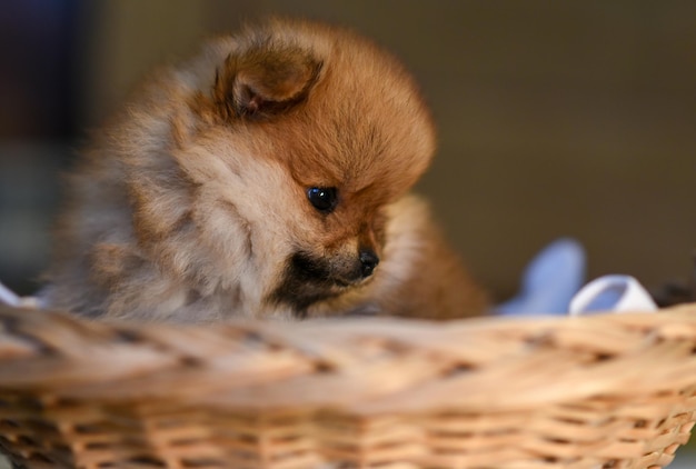 バスケットのクローズ アップの小さなポメラニアンの子犬