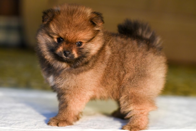 Little Pomeranian puppy closeup