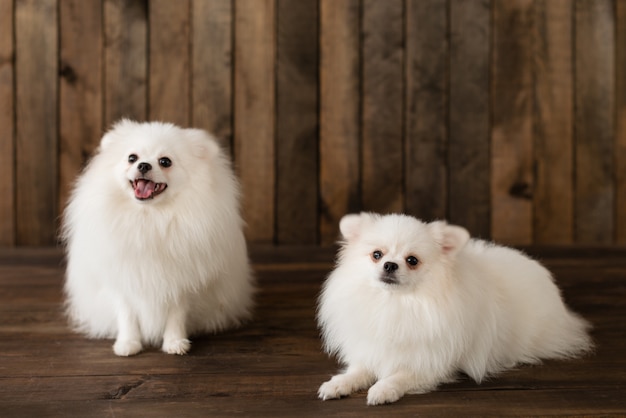 小さなポメラニアンスピッツ犬子犬。背景として使用することができます