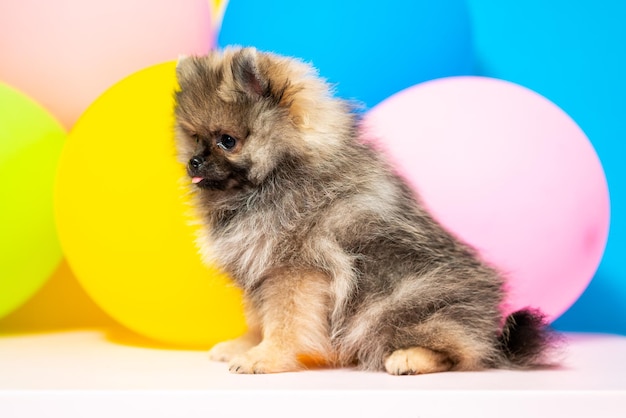 Little pomeranian spitz puppy on a colorful background