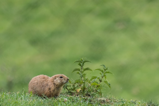 Little prairie dog sits near a stinging nettle on green meadow