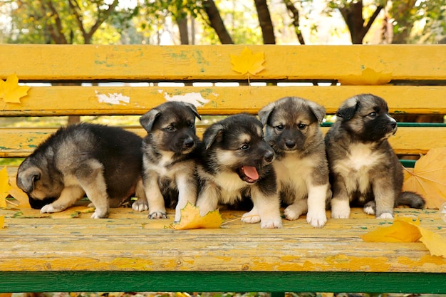 Маленькие щенки на скамейке с осенними листьями