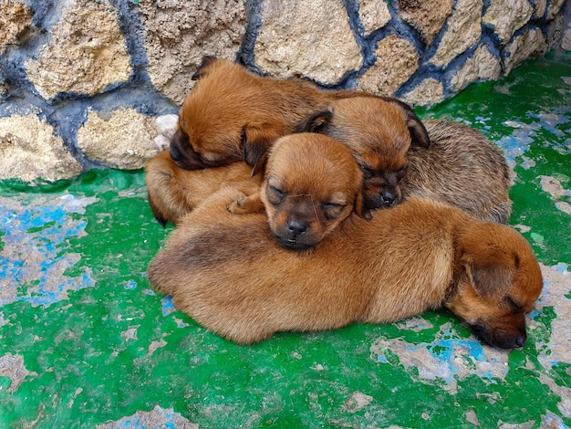 Little puppies fell asleep after eating