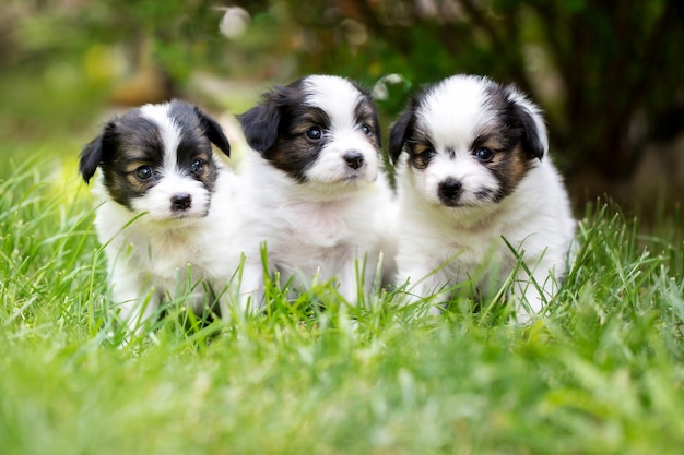 Photo little puppies on the grass