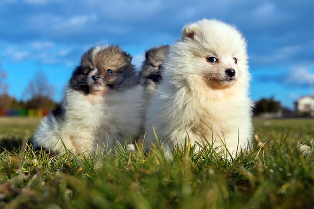 小さな子犬。屋外で遊ぶポメラニアンの子犬ポメラニアンのスピッツ犬