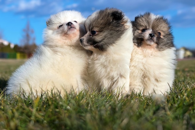 Little puppies. Pomeranian puppies playing outdoor
Pomeranian spitz-dog