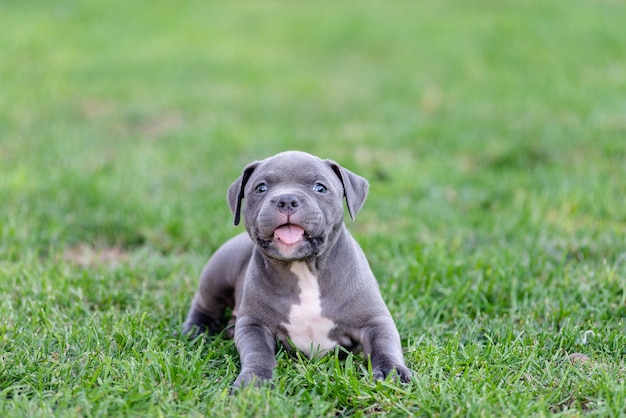 A little puppy of an American bulli walks on the grass in the summer park.
