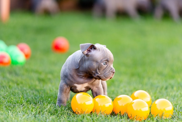 A little puppy of an American bulli walks on the grass in the summer park.