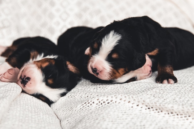 Bernese Mountain Dog 침대에서 작은 강아지. 귀여운 동물