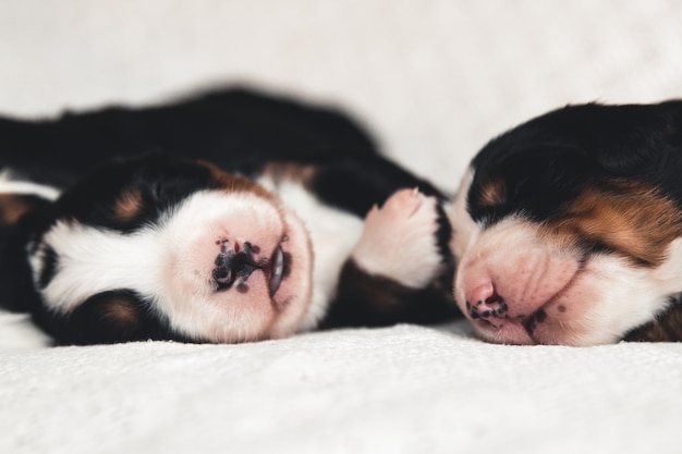 Bernese Mountain Dog 침대에서 작은 강아지. 귀여운 동물