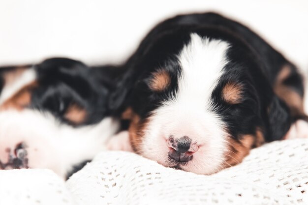 Little puppy of Bernese Mountain Dog in bed. Cute animals