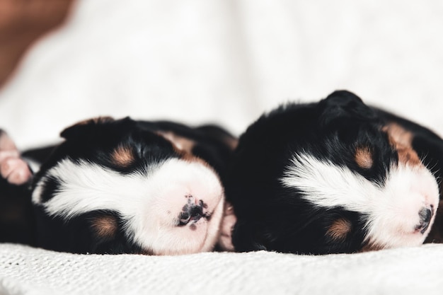 Photo little puppy of bernese mountain dog in bed. cute animals