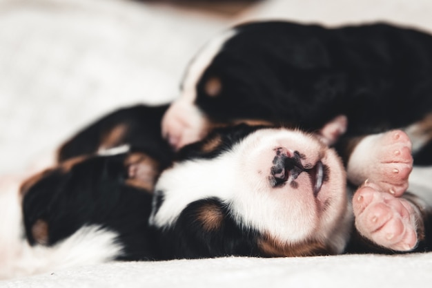 Bernese Mountain Dog 침대에서 작은 강아지. 귀여운 동물