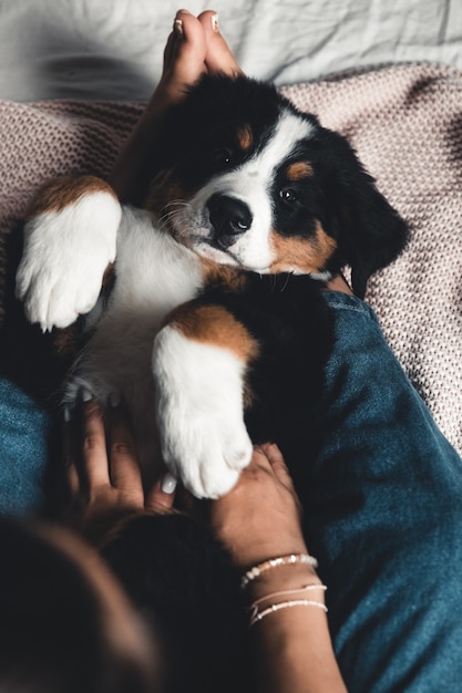 Little puppy of bernese mountain dog on hands of fashionable girl with a nice manicure. animals, fashion
