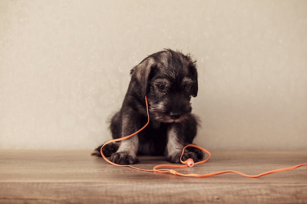 A little puppy of breed Schnauzer sits on a table with orange headphones