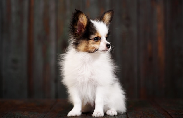 Little puppy breeds papillon