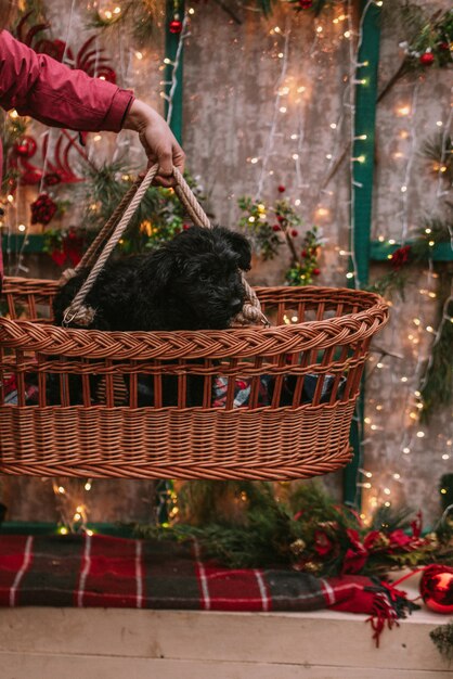 Piccolo cucciolo in decorazioni natalizie