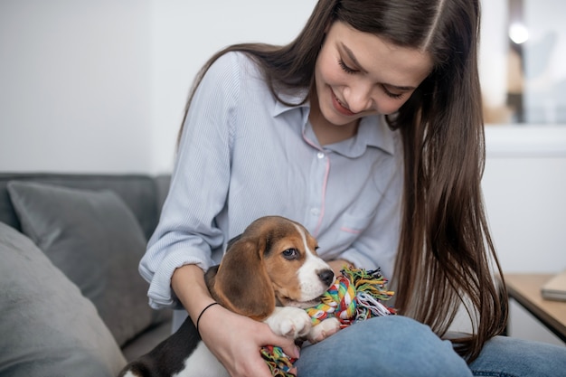 小さな子犬。おもちゃの骨を持つかわいいビーグル犬の子犬