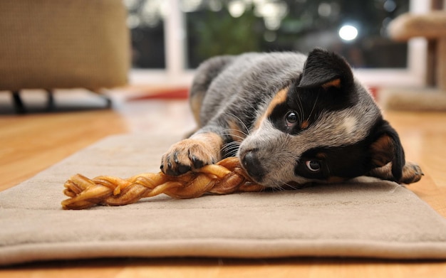 A little puppy lies on the floor in the room.