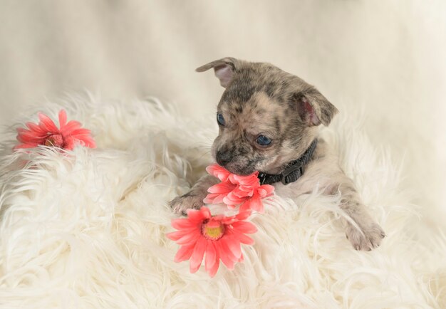 Little puppy lying down plays with red flowers