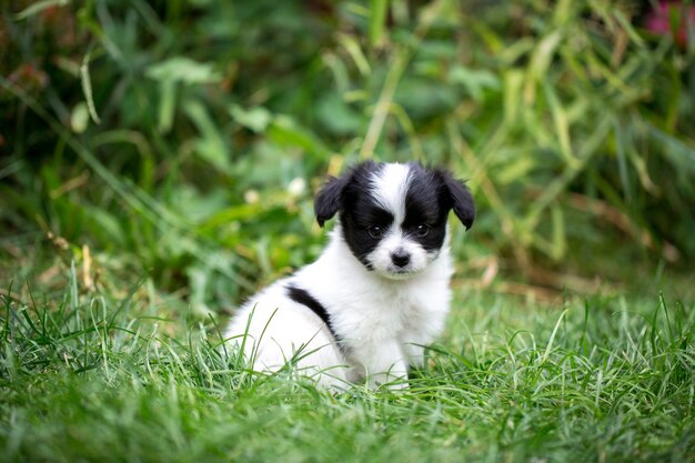 정원에서 잔디에 작은 강아지 빠삐용 품종
