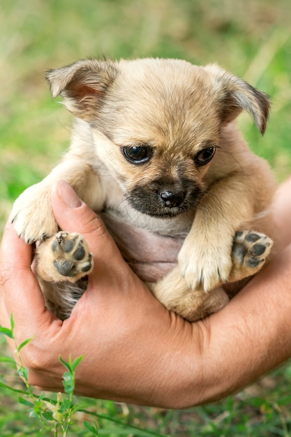 Little puppy sitting in the arms