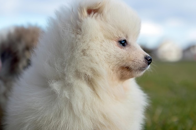 Little puppy. Small Pomeranian puppy
Pomeranian spitz-dog