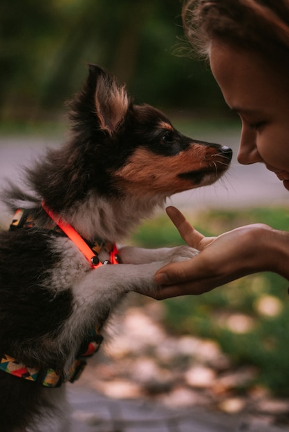 公園を歩いて遊んでいる小さな子犬