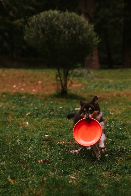 Little puppy walking and playing in the park