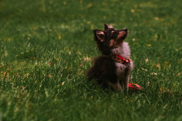 公園を歩いて遊んでいる小さな子犬