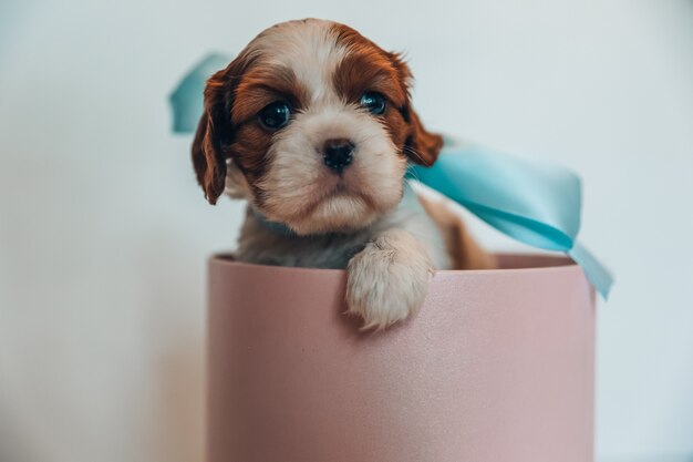 Little puppy with a soft blue bow in a round box of pink color on a white background