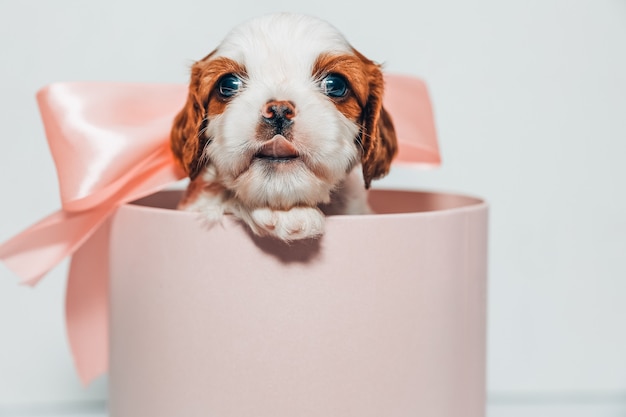 Маленький щенок с нежным розовым бантом в круглой коробке розового цвета на белом фоне
