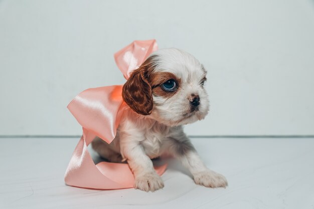 Little puppy with a soft pink bow on a white background