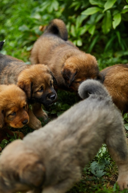 Little puppys Newfoundland, running around, playing in the summer park on green grass outdoor.