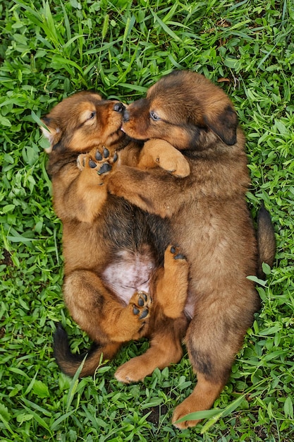 Photo little puppys newfoundland running around playing in the summer park