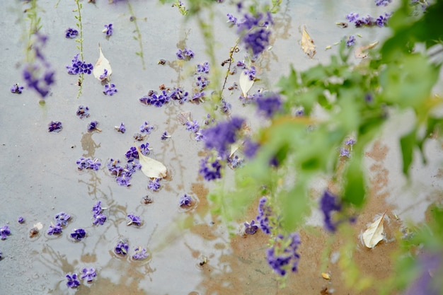 咲く小さな紫色の花